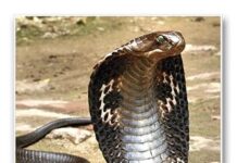 Cólera y misericordia